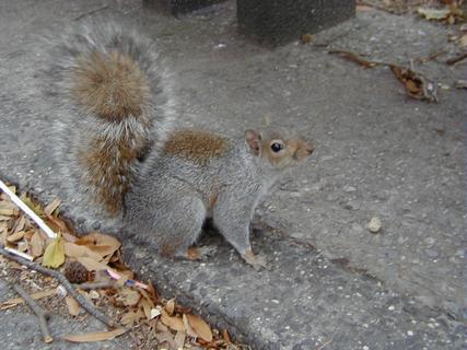 Squirrel in Battery Park.  Squirrels were everywhere in the parks in New York and Washington DC<br>Location: <a href="https://www.google.com/maps/search/?api=1&query=40.70404,-74.01541" target="_new">Battery Park</a>